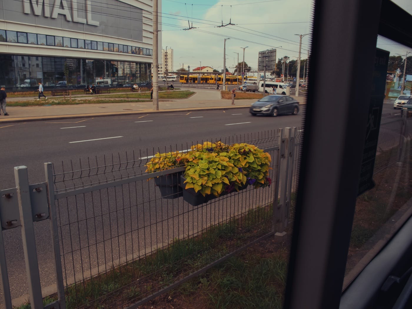 Цветы из окна автобуса