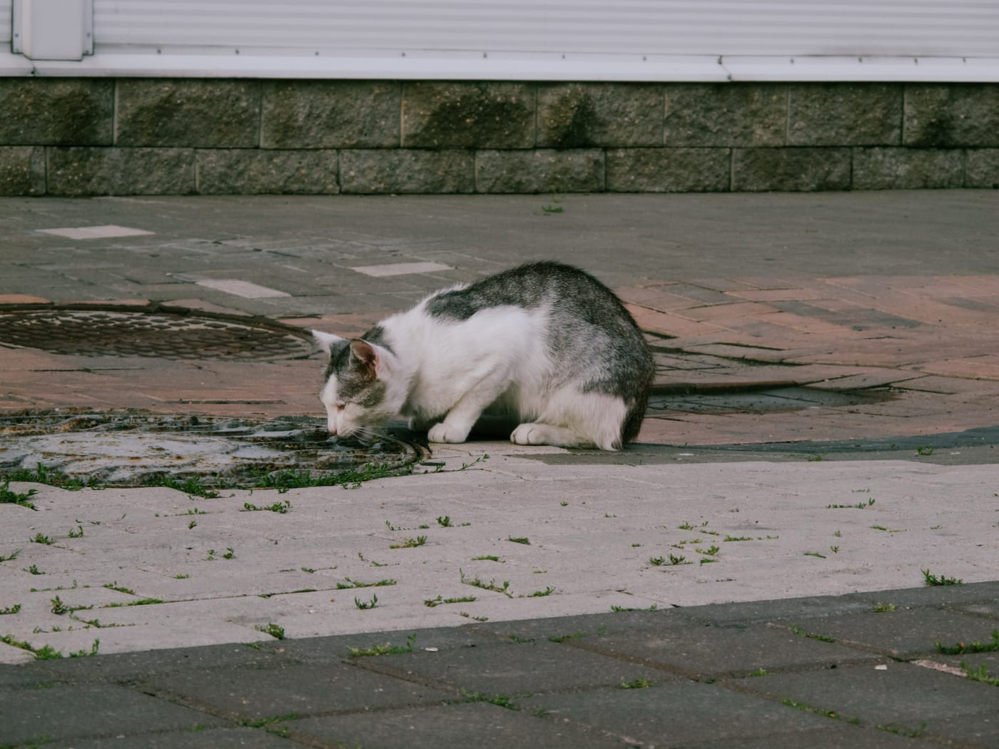 Кот позирует