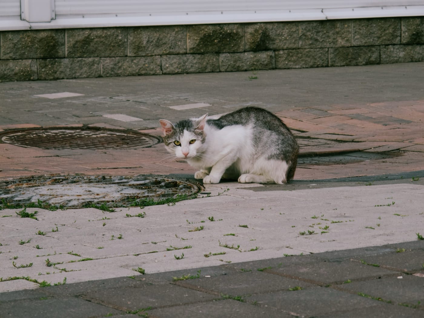 Кот позирует