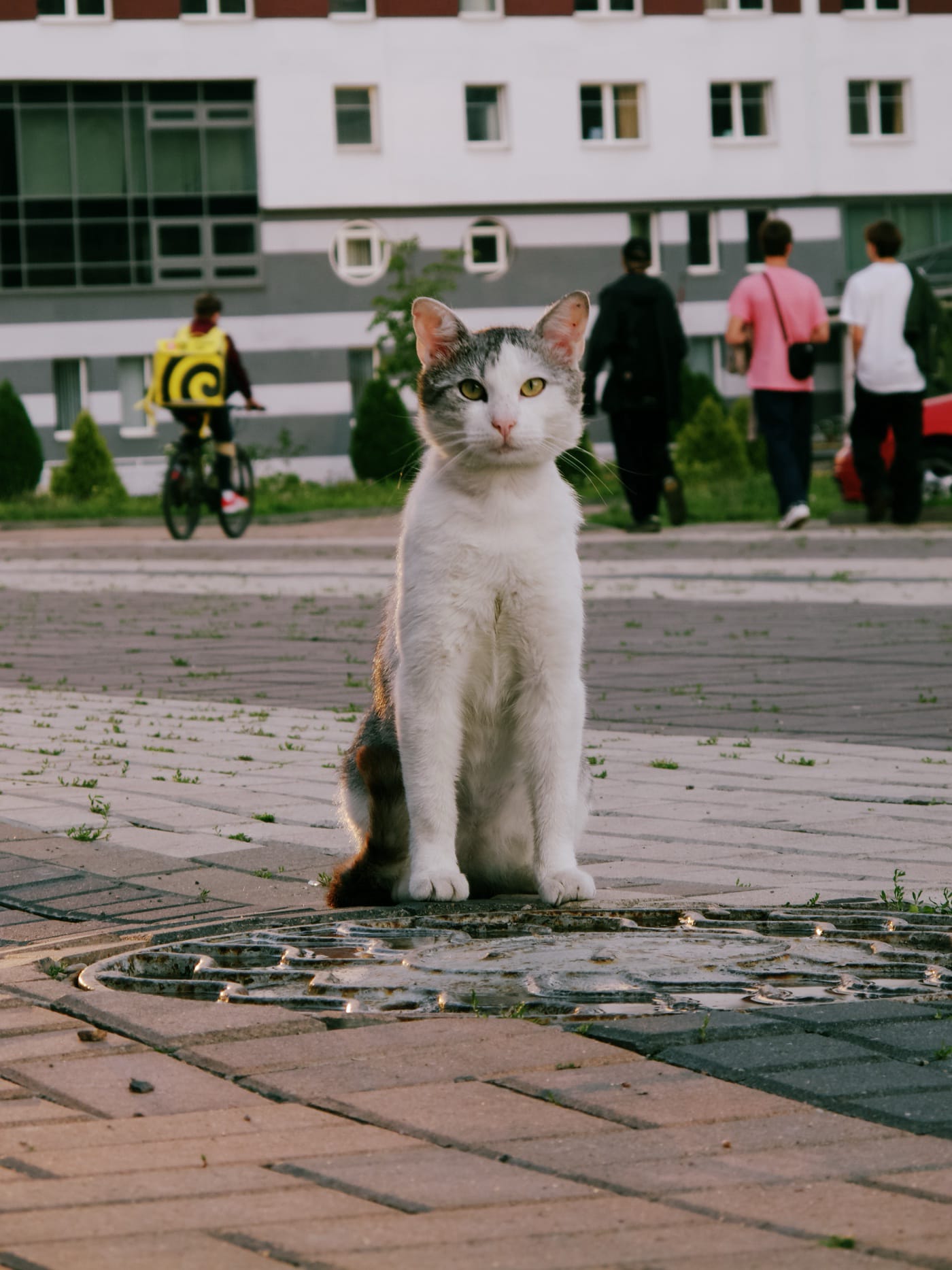 Кот позирует
