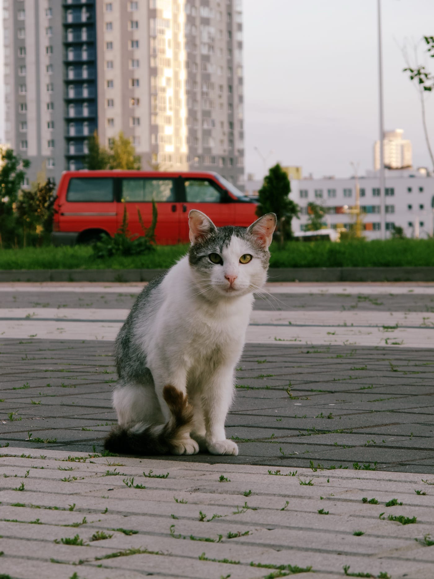 Кот позирует