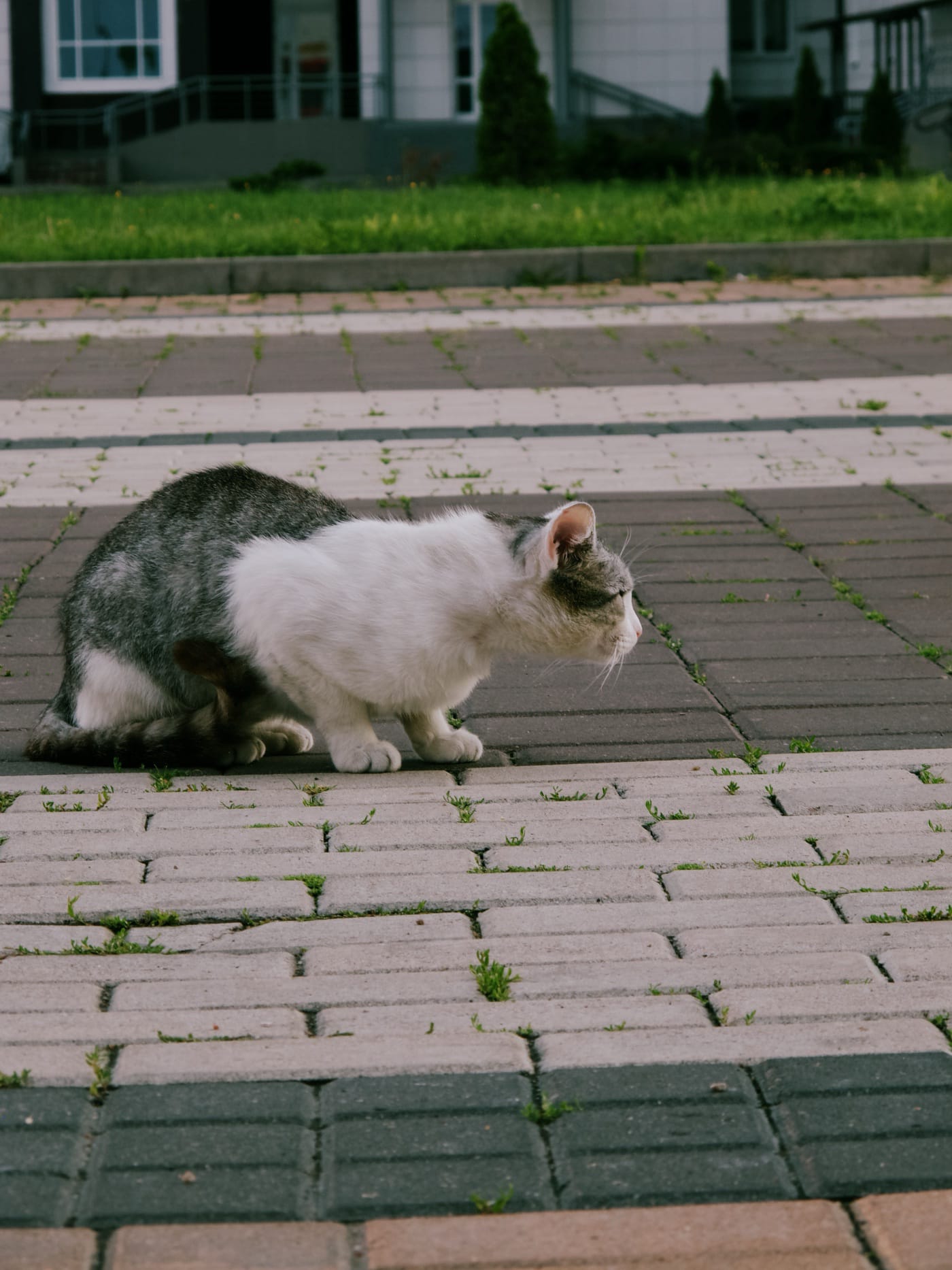 Кот позирует