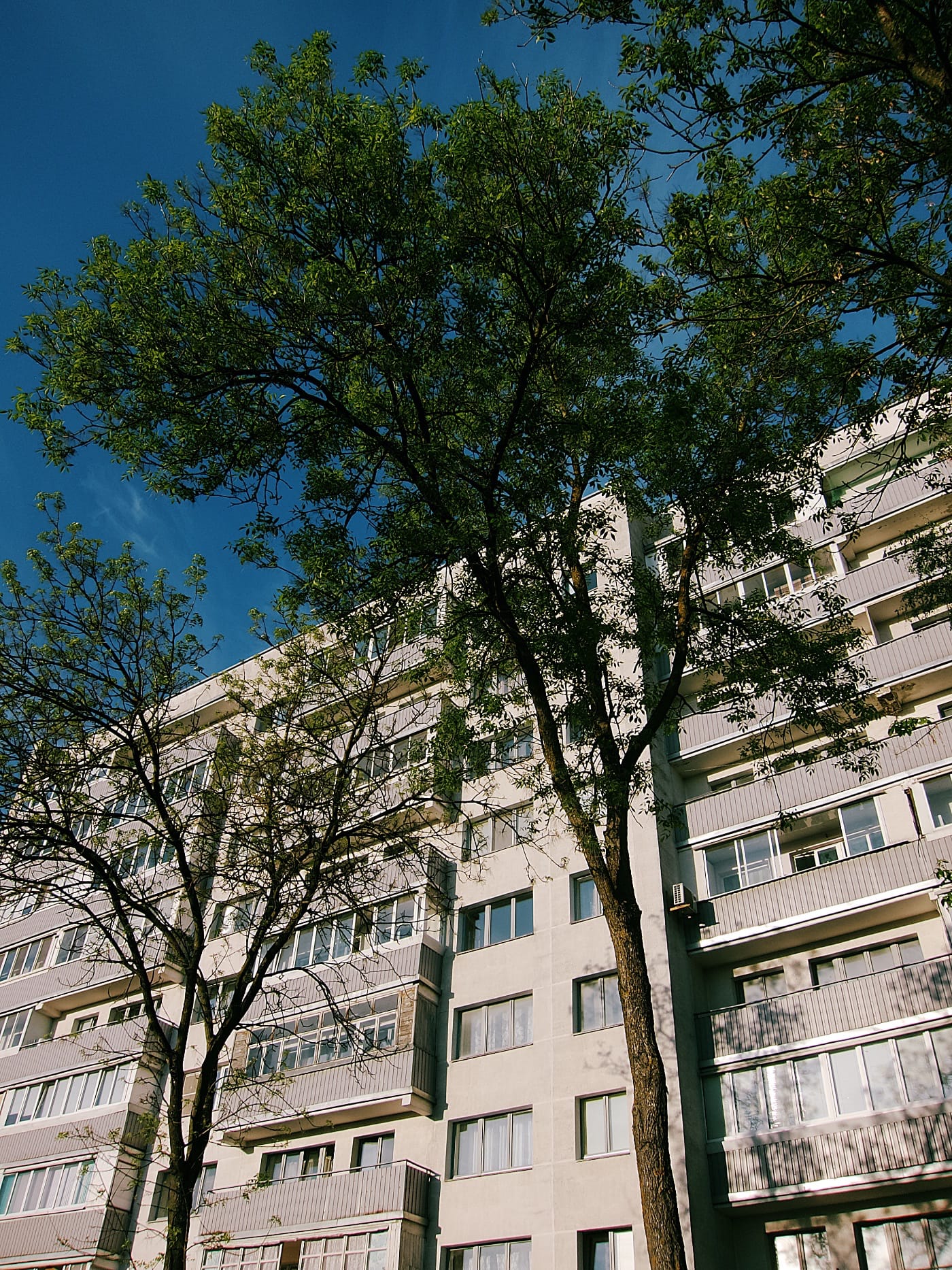 Большое дерево возле дома