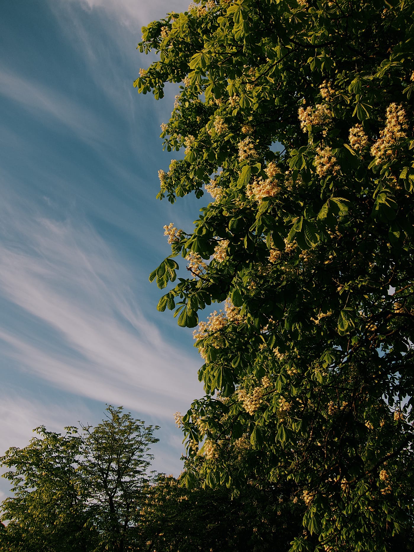 Весеннее дерево на фоне красивого голубого неба