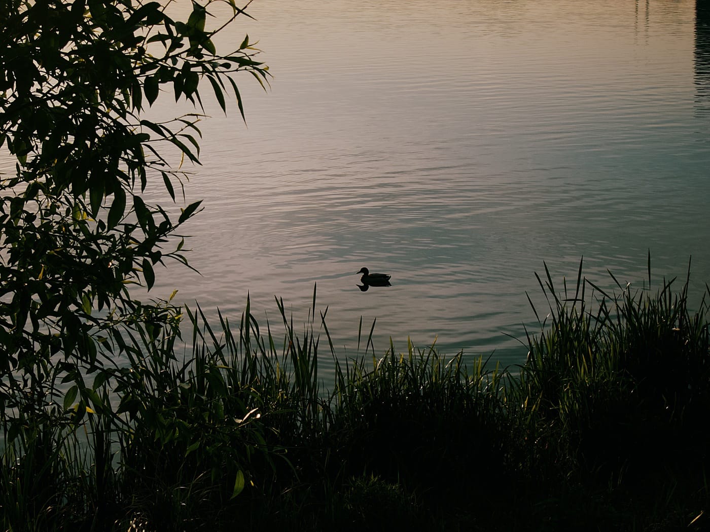 Утка плывёт на закате