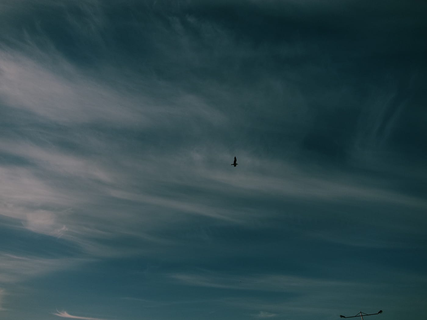 Птица летит на фоне красивого голубого неба