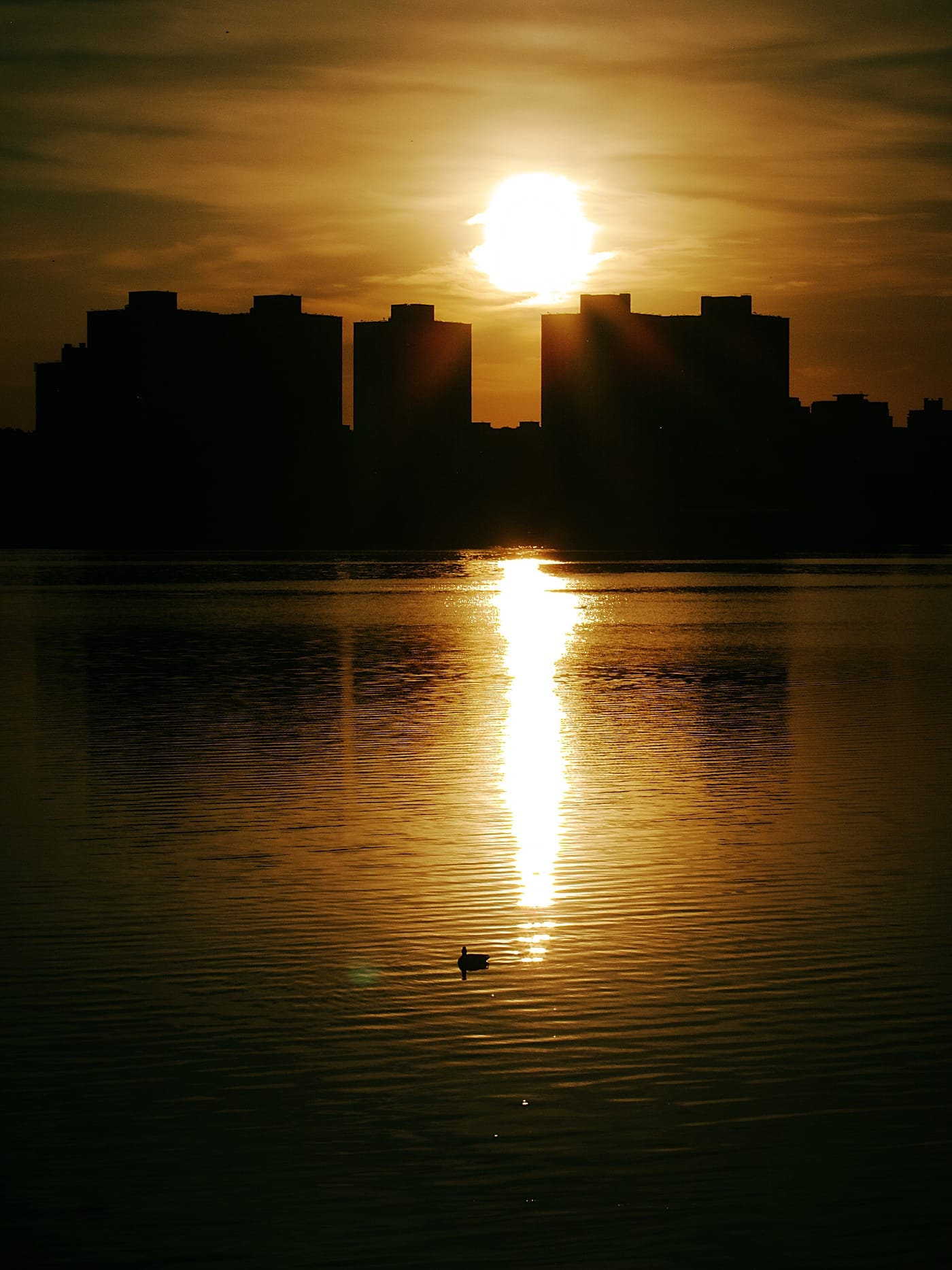 Утка плывёт на фоне красивого заката на Чижовском водохранилище в Минске