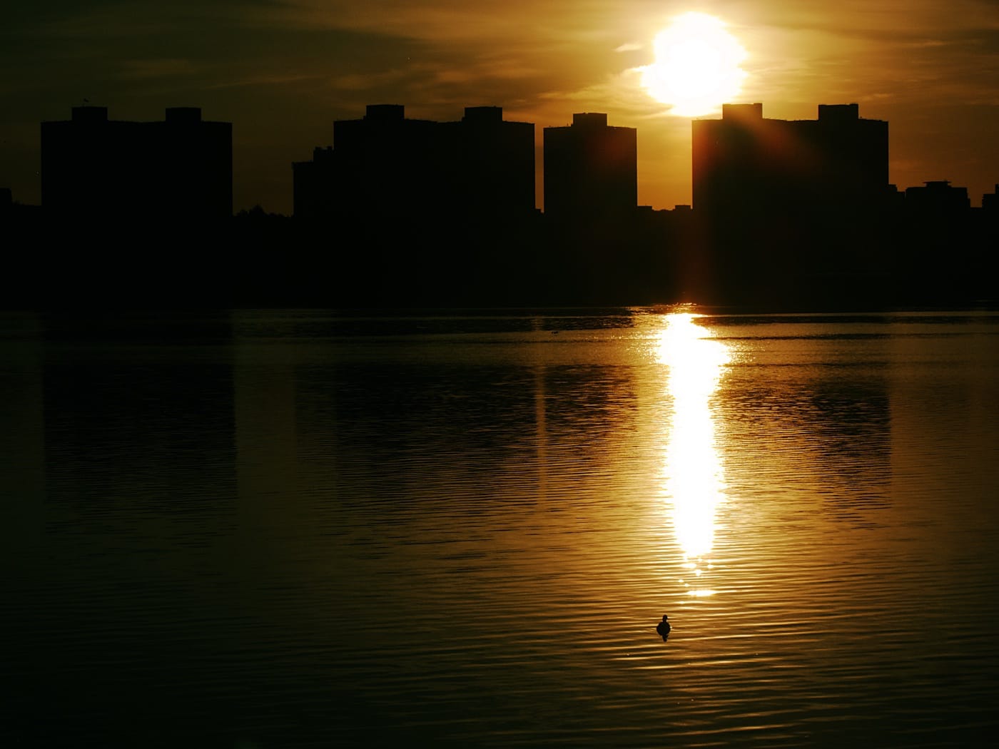 Утка плывёт на фоне красивого заката на Чижовском водохранилище в Минске
