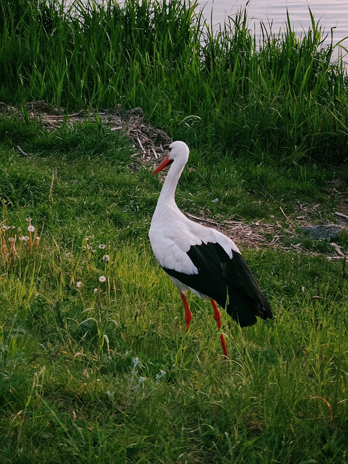 Аист на Чижовском водохранилище в Минске