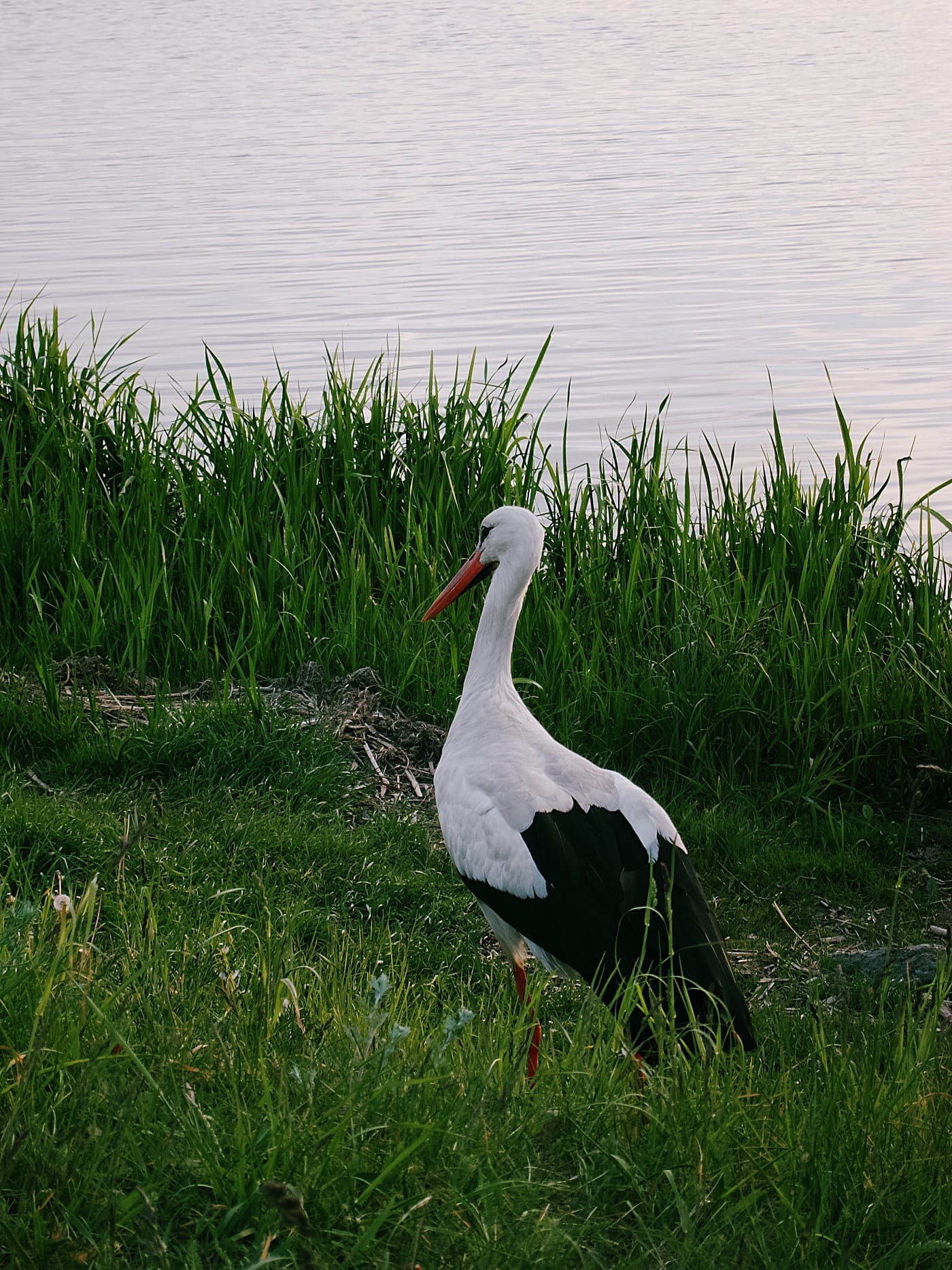 Аист на Чижовском водохранилище в Минске