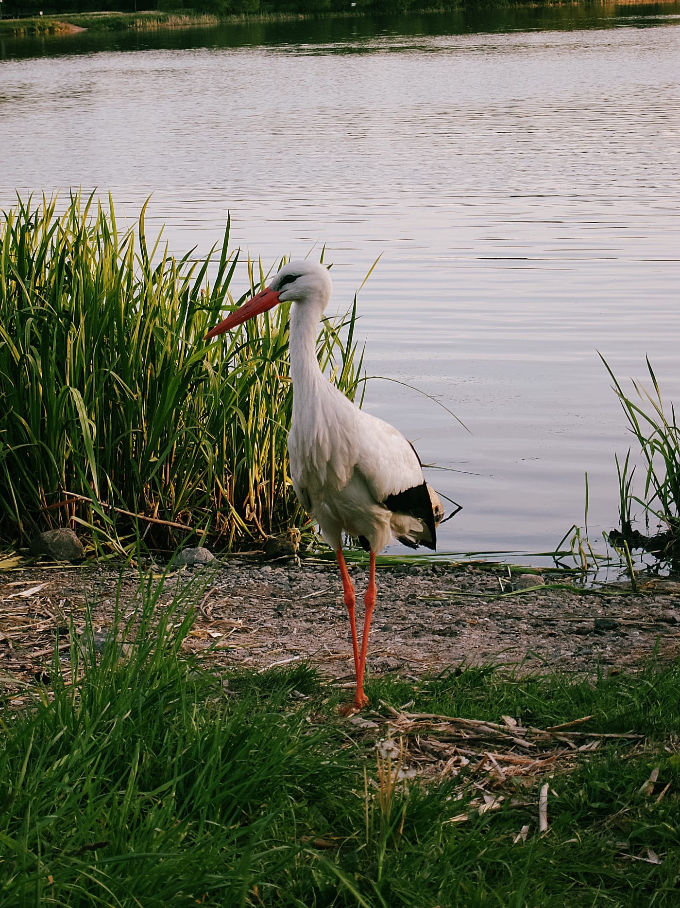 Аист на Чижовском водохранилище в Минске