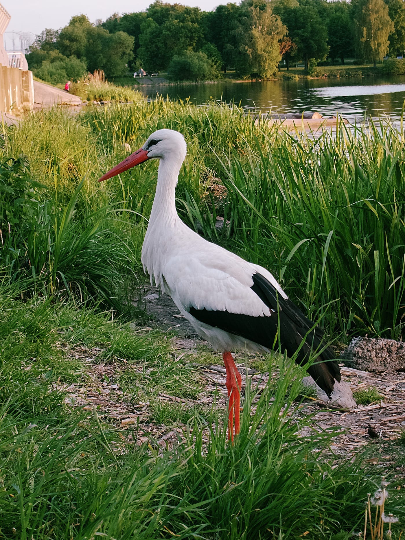 Аист на Чижовском водохранилище в Минске