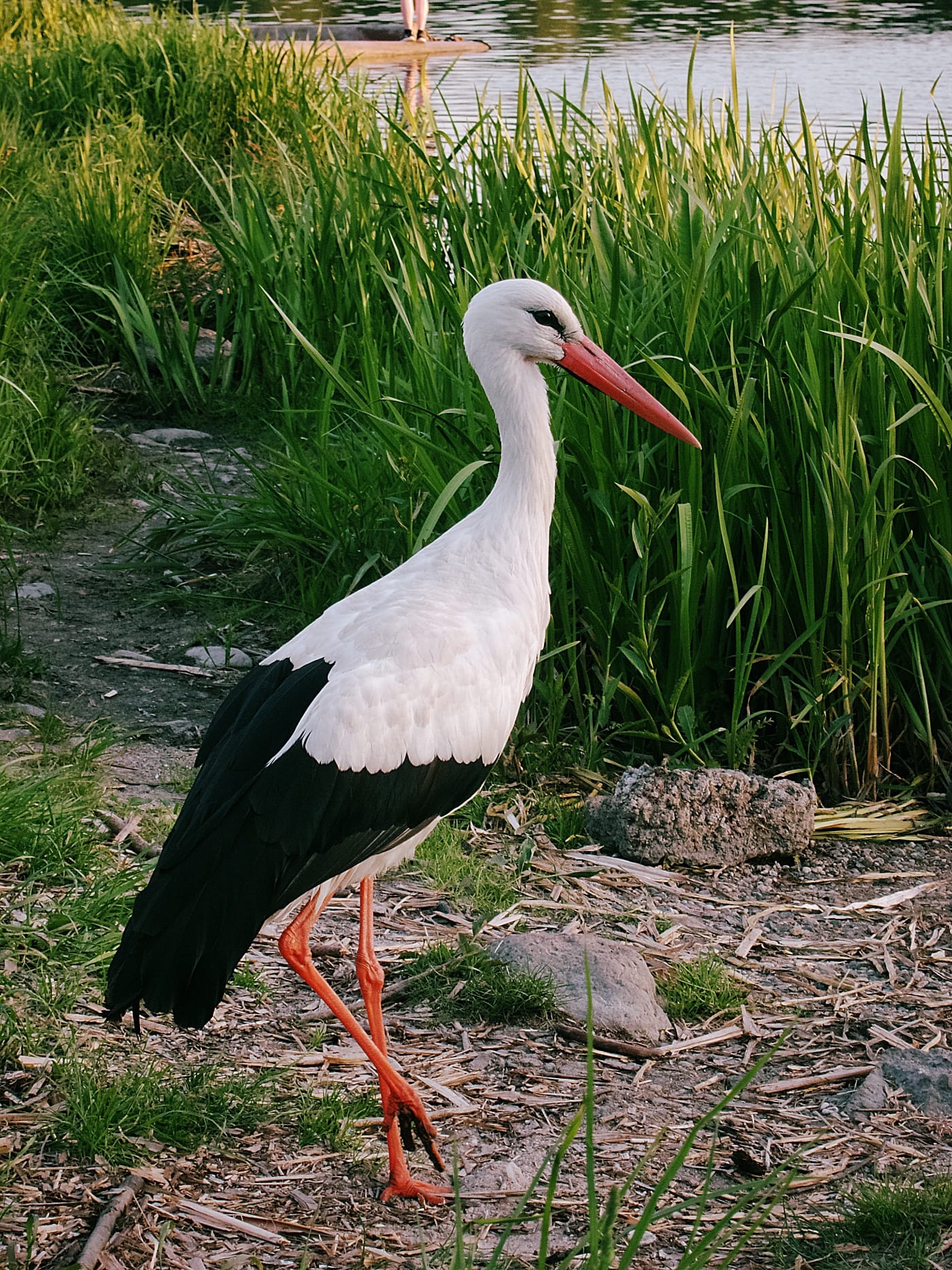 Аист на Чижовском водохранилище в Минске