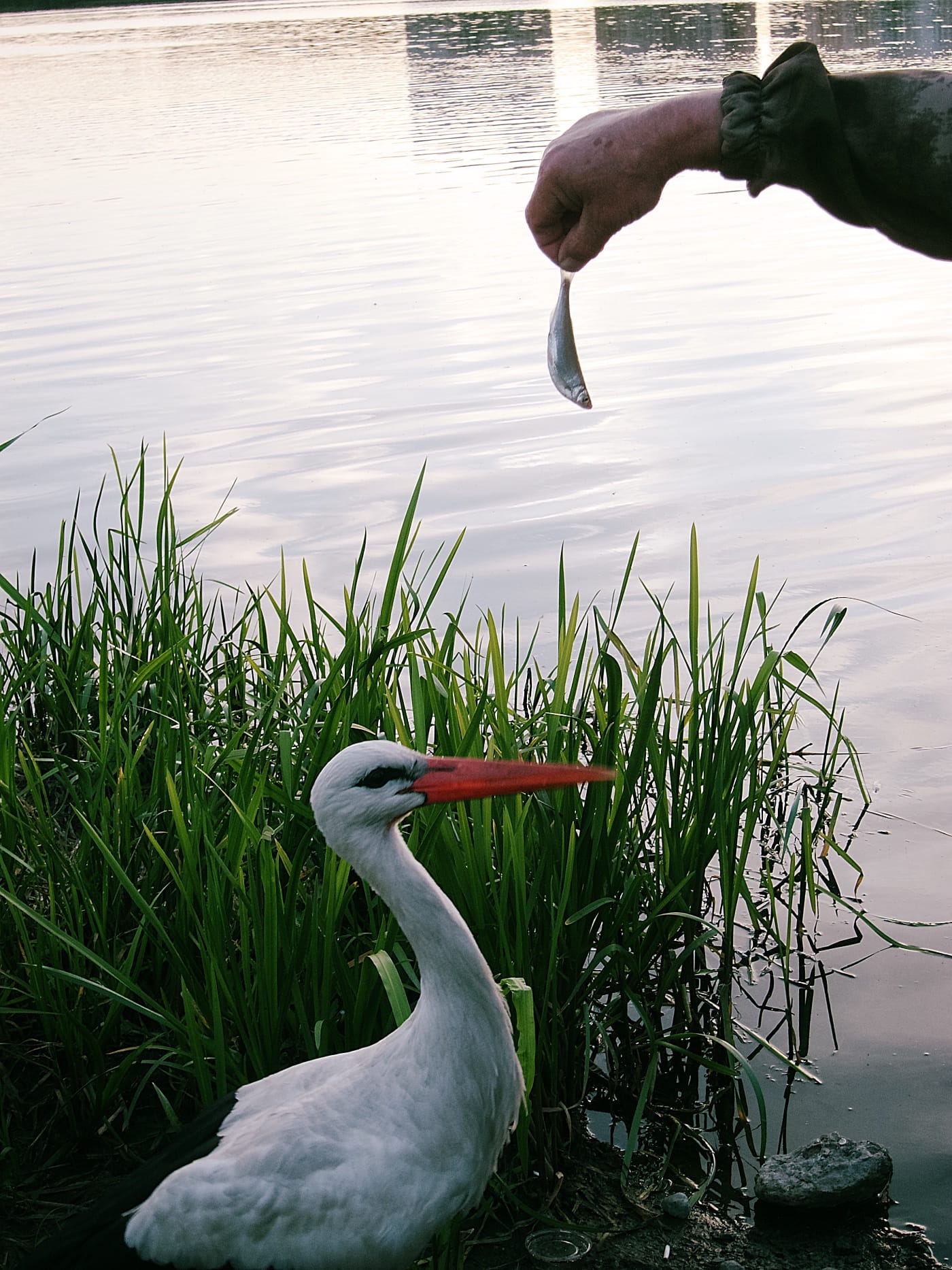 Аиста угощают рыбой на Чижовском водохранилище в Минске