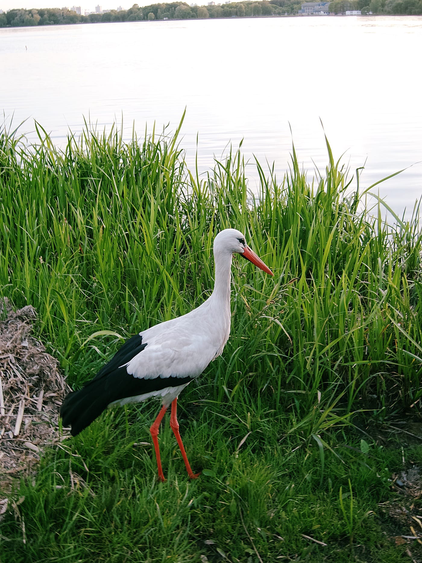 Аист на Чижовском водохранилище в Минске
