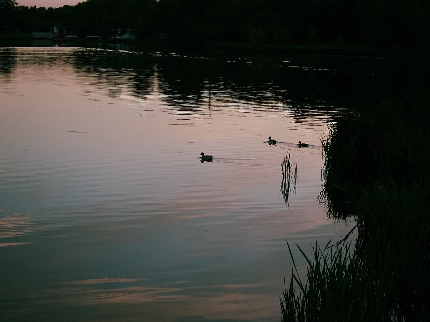 Утки плывут на закате на Чидовском водохранилище в Минске