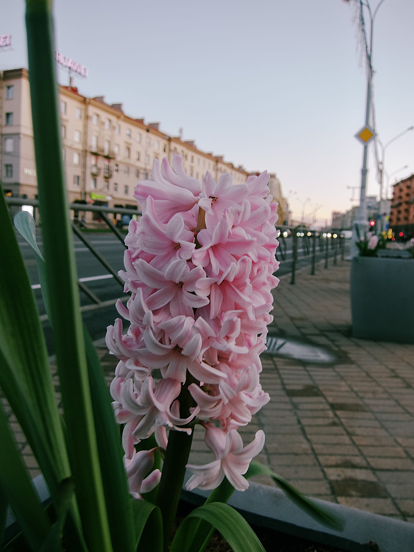 Цветок в центре Минска