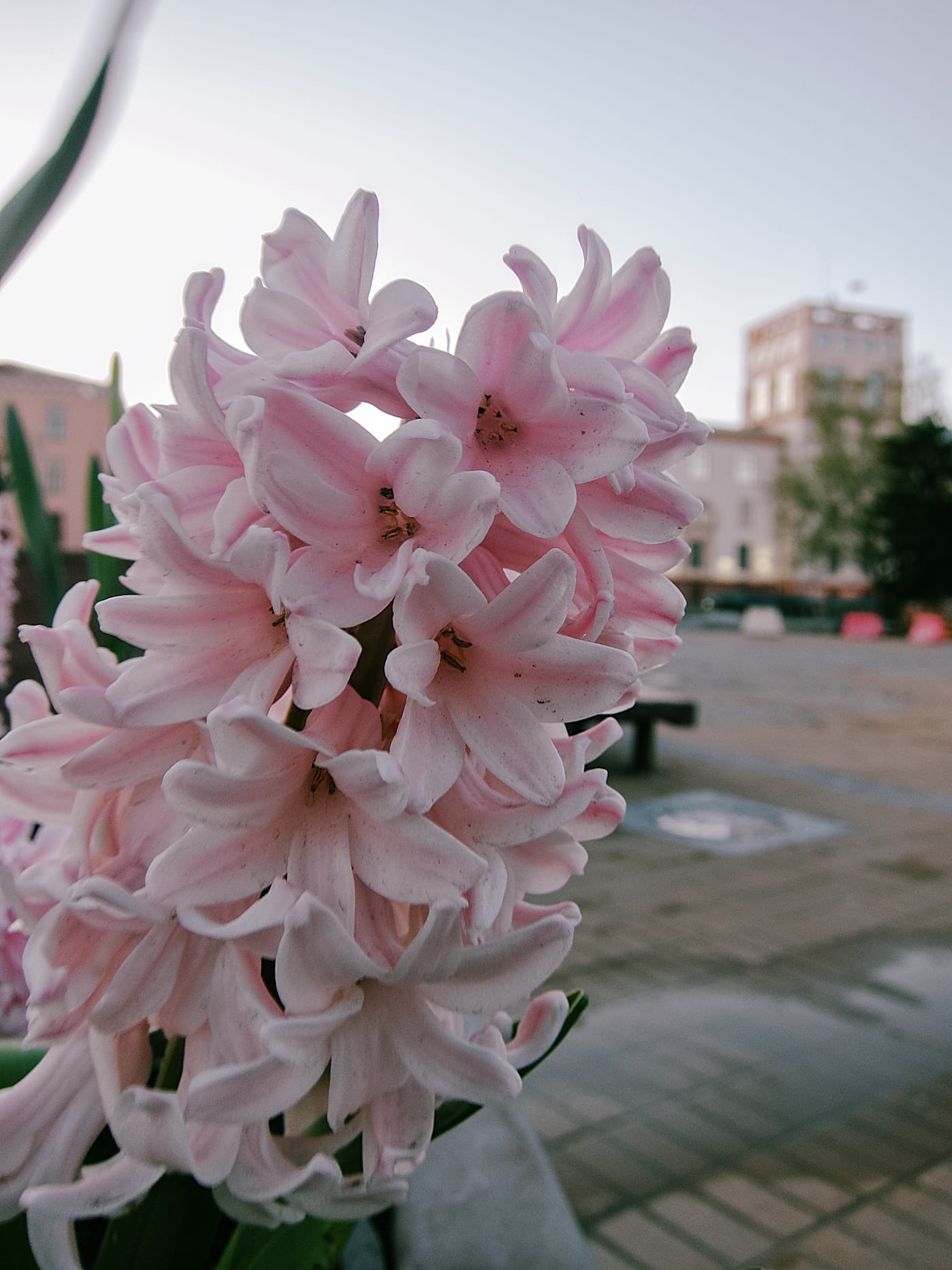 Цветок в центре Минска