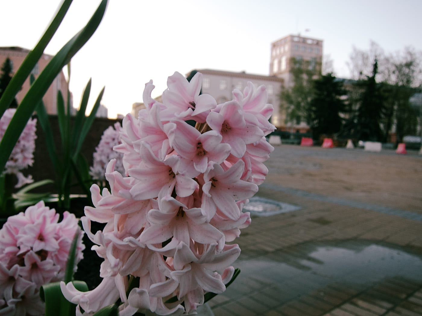 Цветок в центре Минска