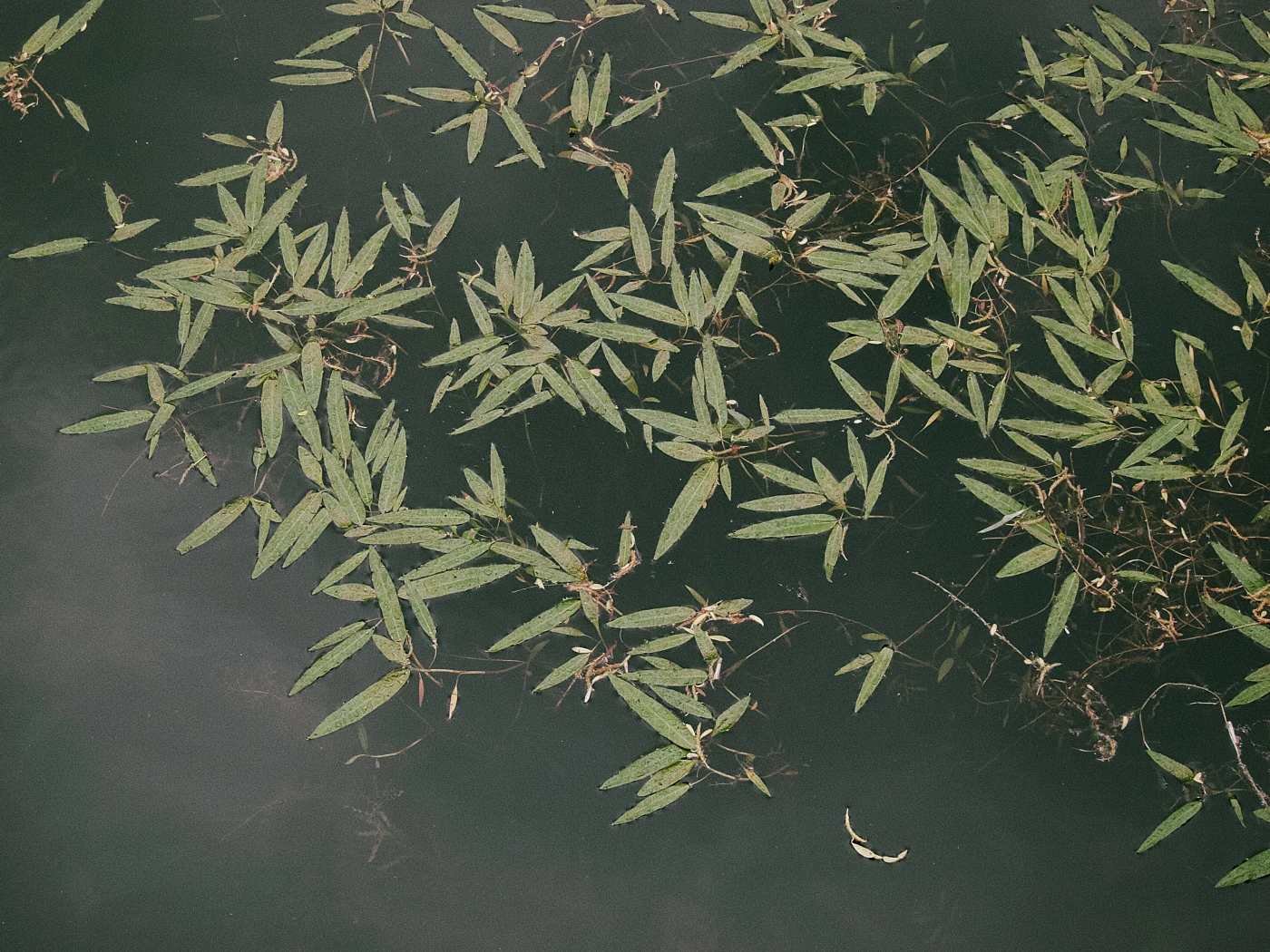 Green leaves floating on the surface of dark water.