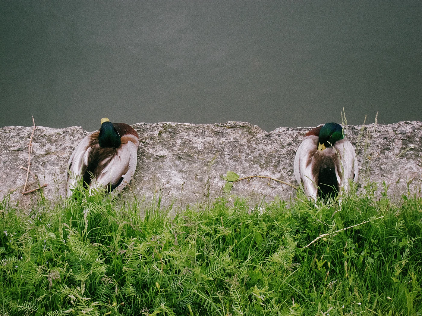 Two ducks sitting at the edge of the bank by the water, surrounded by greenery.