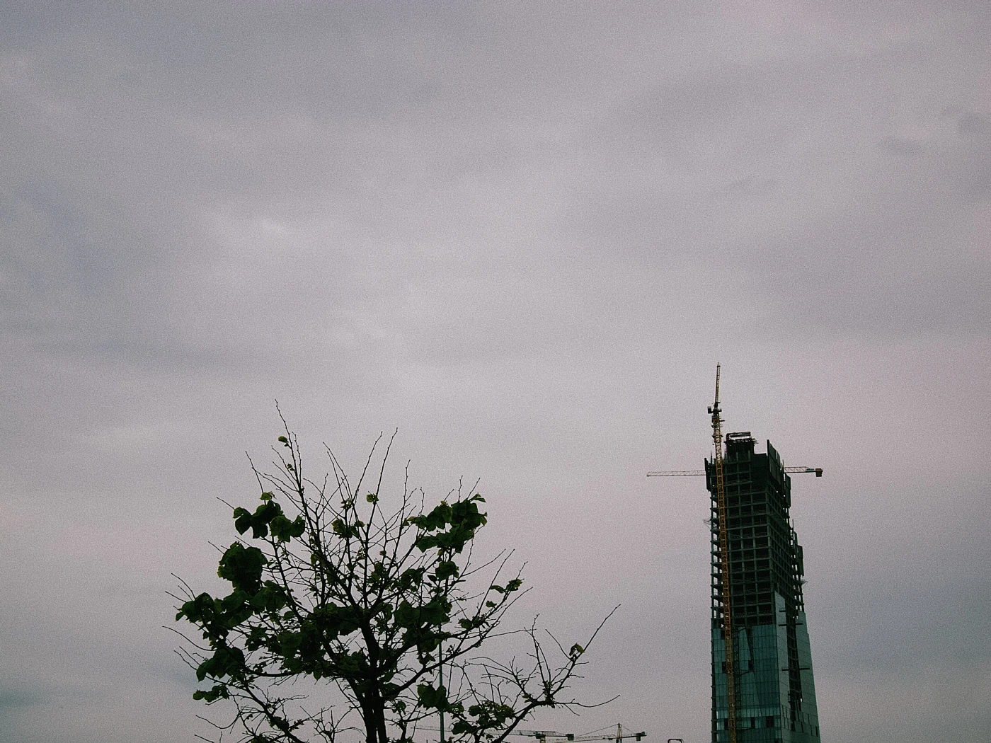 A construction crane and a tree with green leaves against a cloudy sky.