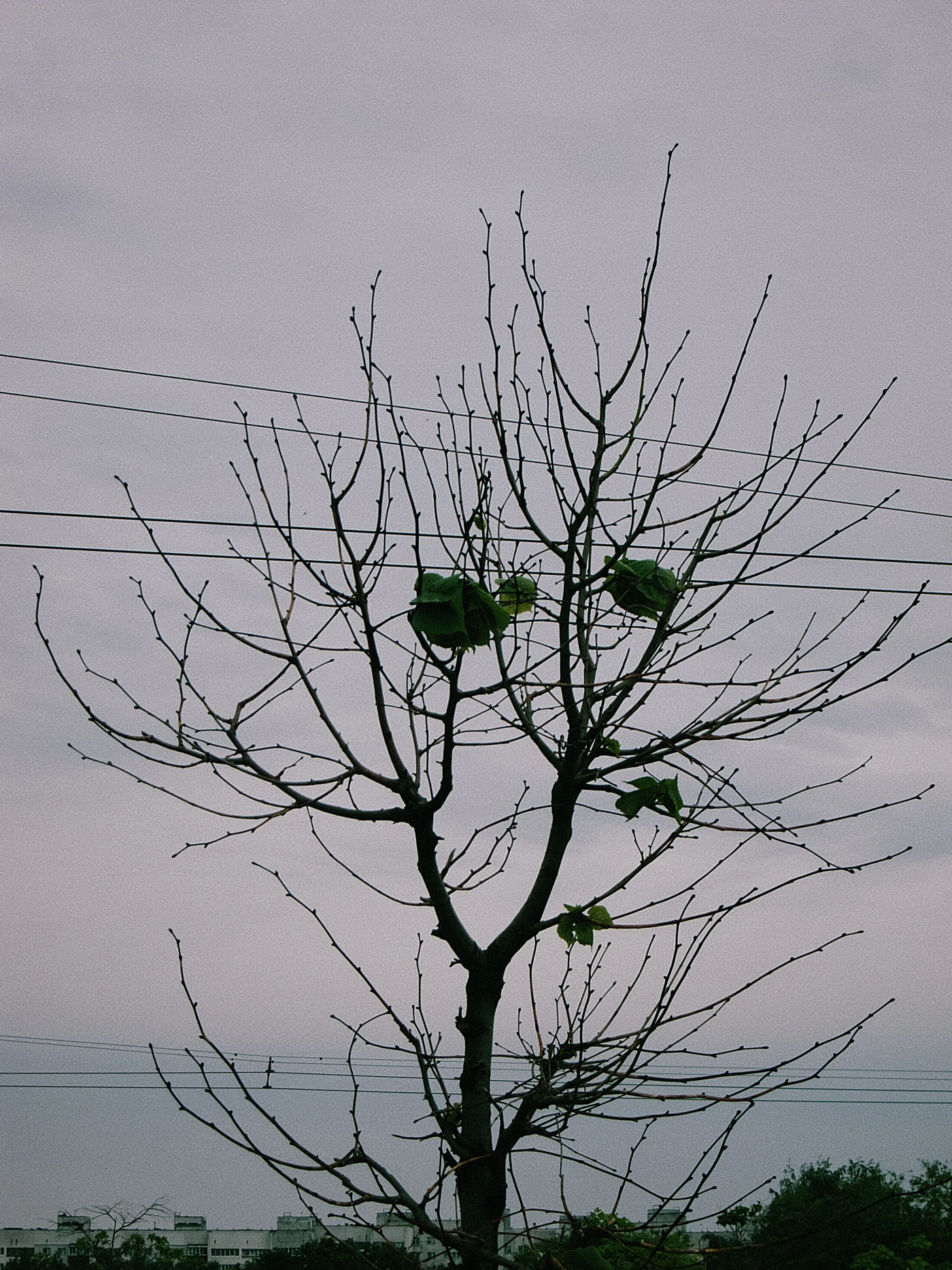 A dry tree with a few green leaves against a gray sky and power lines.