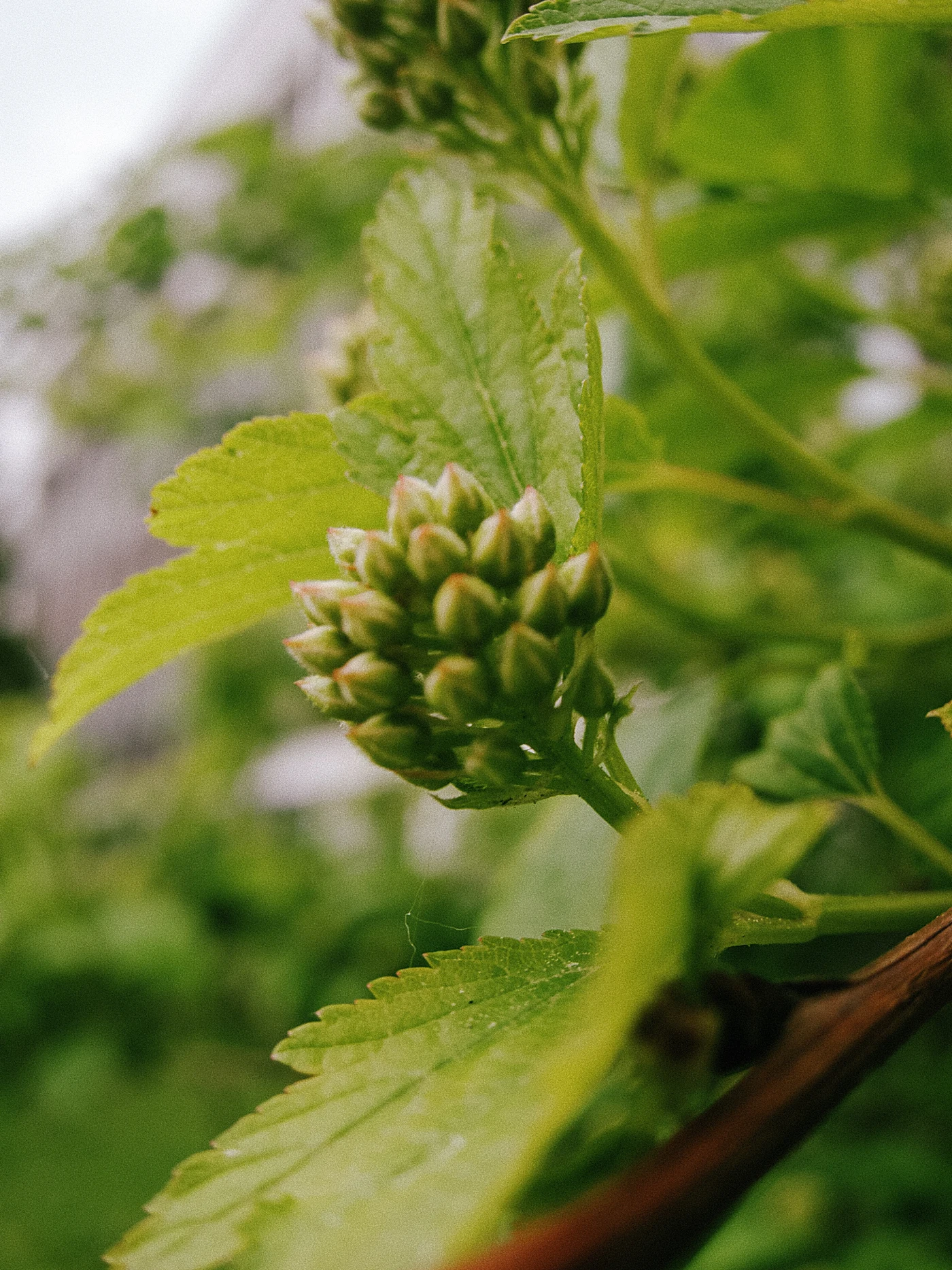 Green leaves and plant buds against a background of blurred objects.