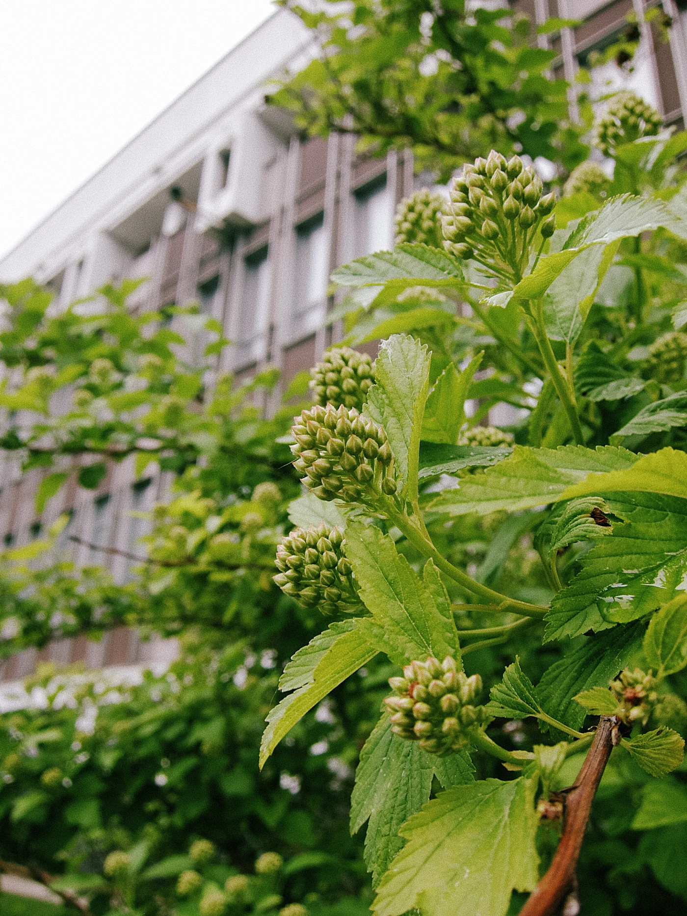 Green shoots and buds against a building with windows.