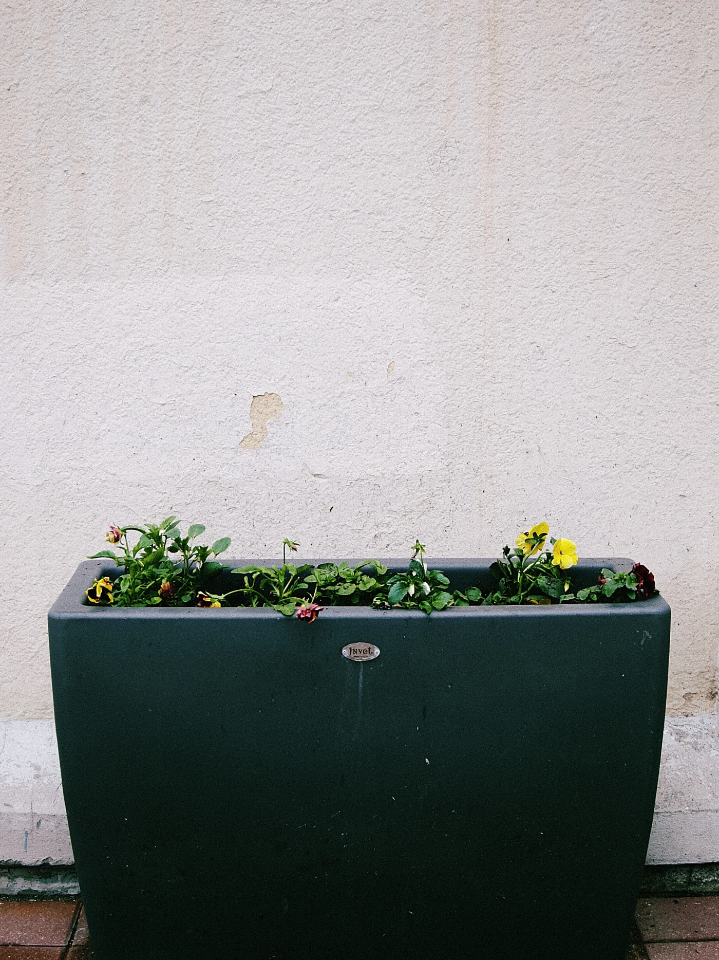 A flower pot with flowers against a light-colored wall.