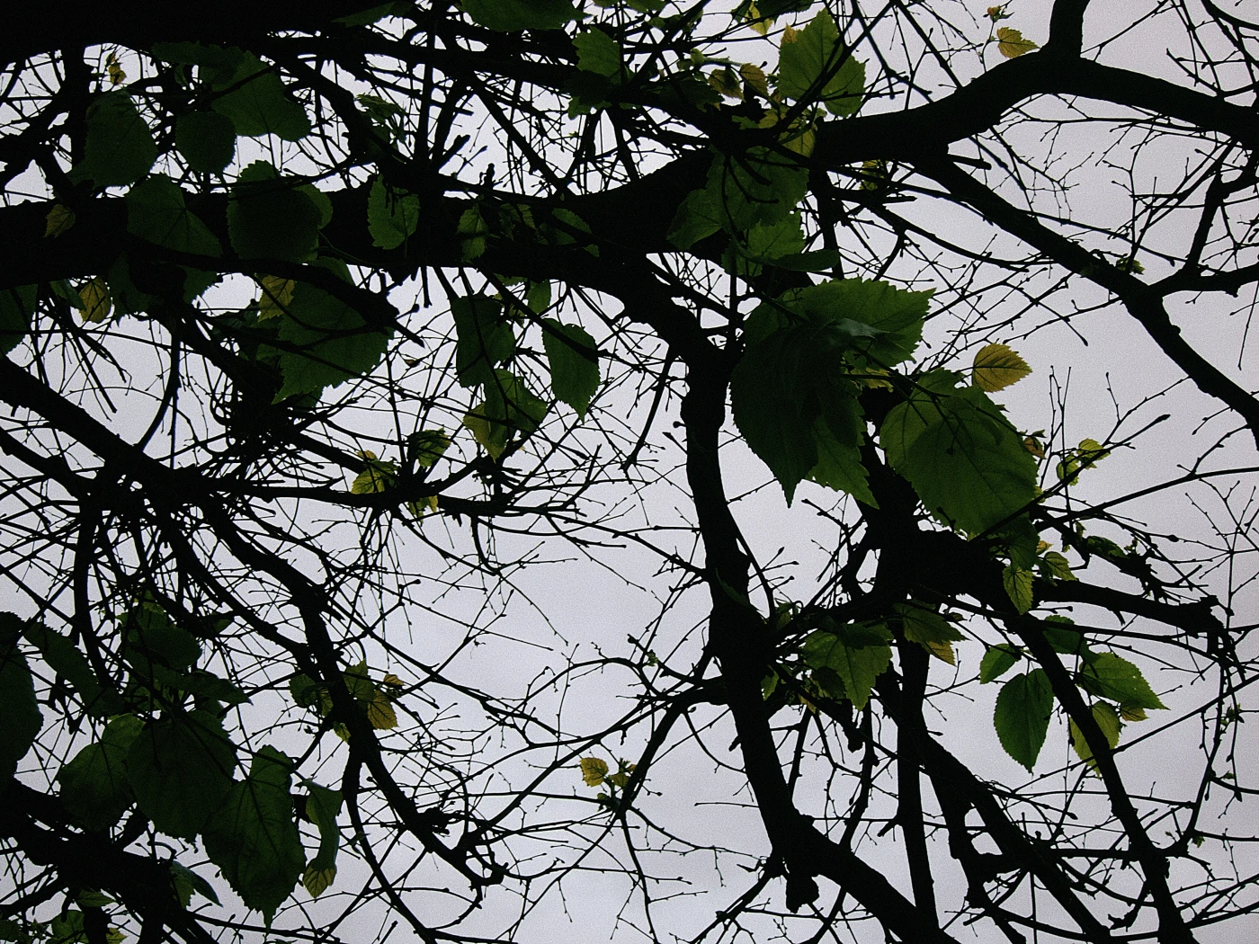 A silhouette of tree branches with green leaves against a gray sky.