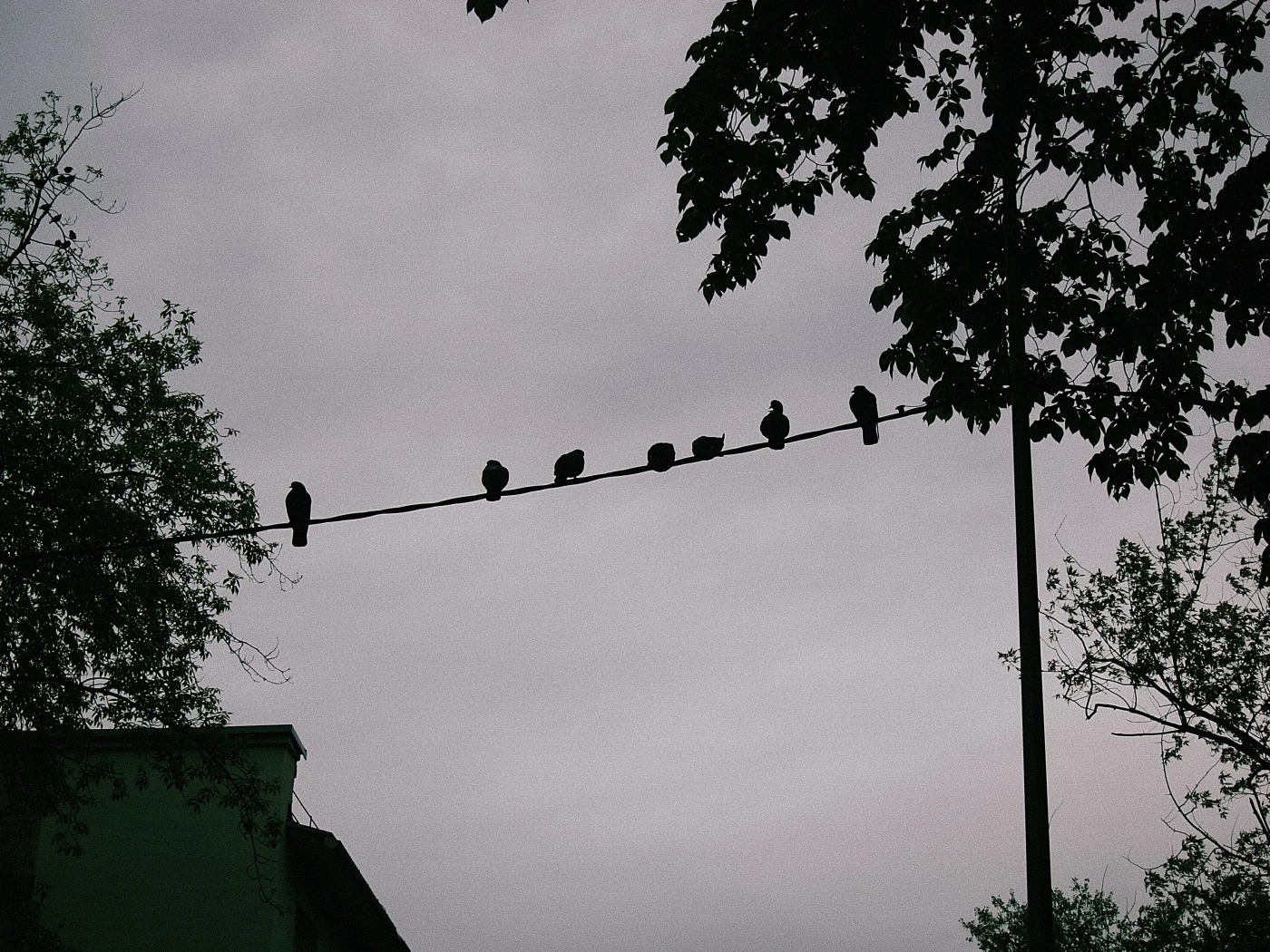 Silhouettes of birds on a wire against a gray sky and trees.