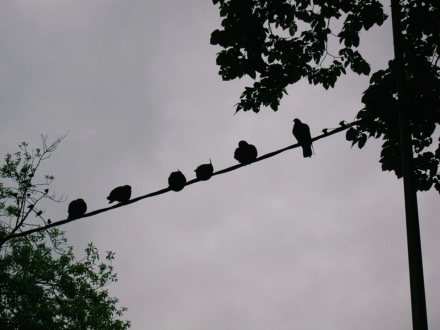 Silhouettes of birds on a wire against a cloudy sky.