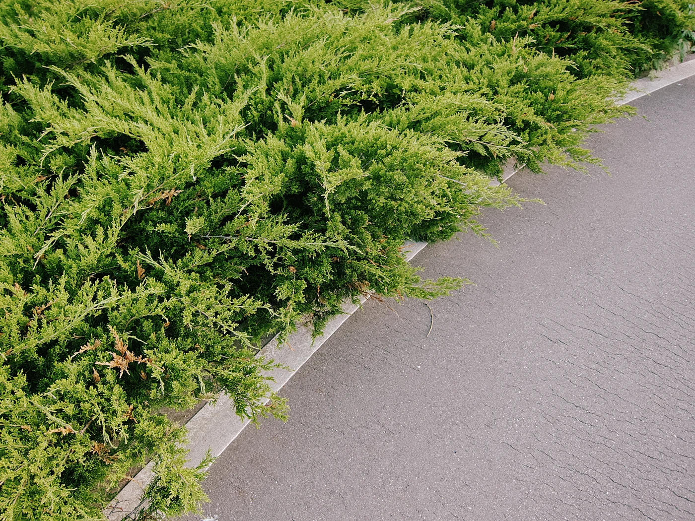 Green shrubs against the background of an asphalt path.