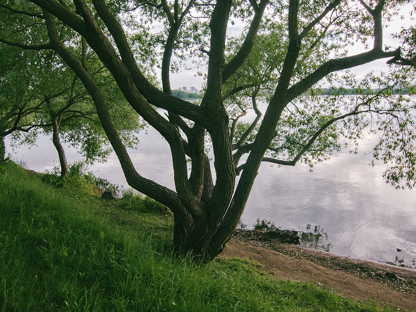 A tree by the water, reflected in the river, with green grass on the bank. Calm nature.