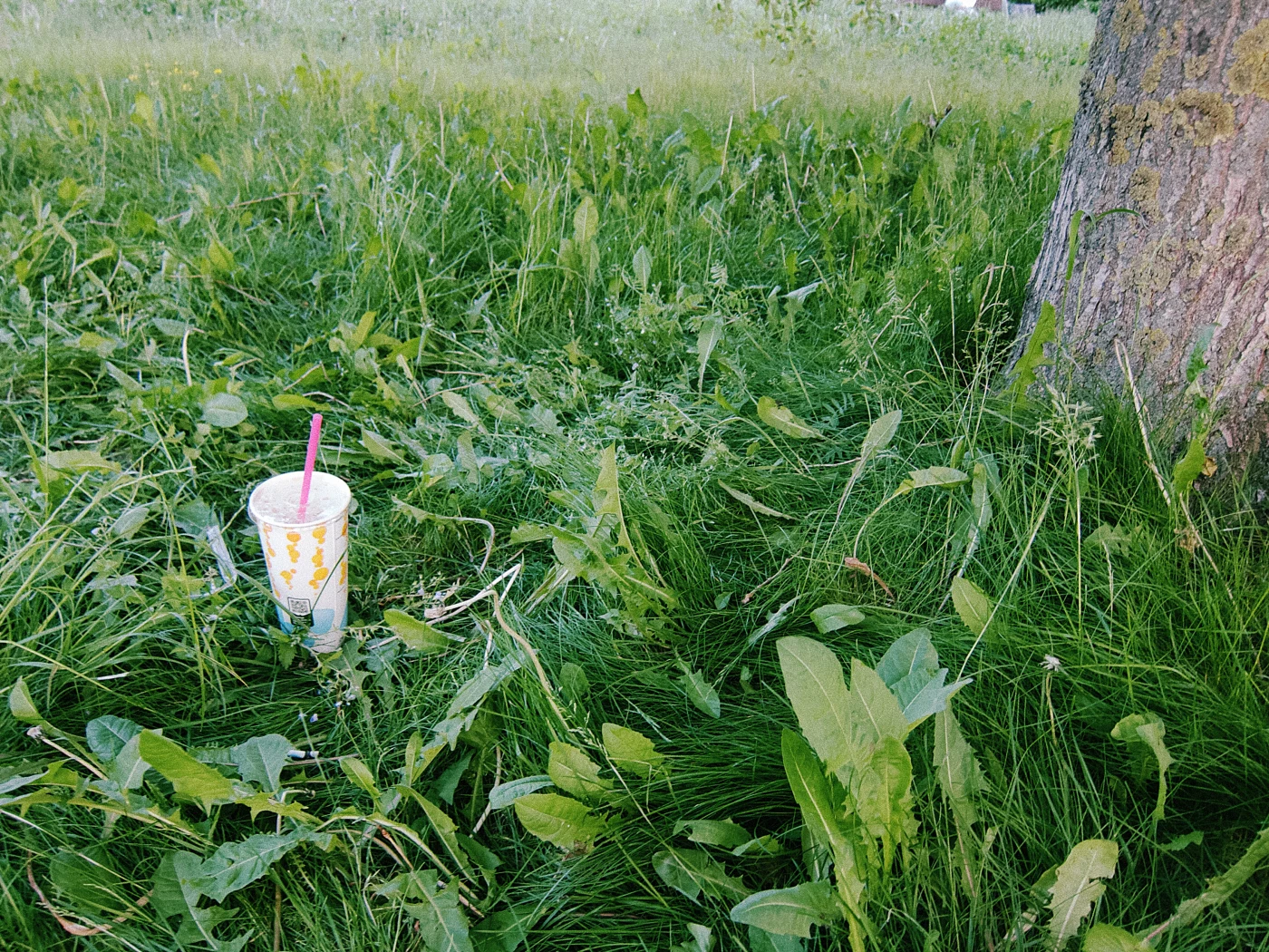 A cup with a drink on the grass next to a tree.