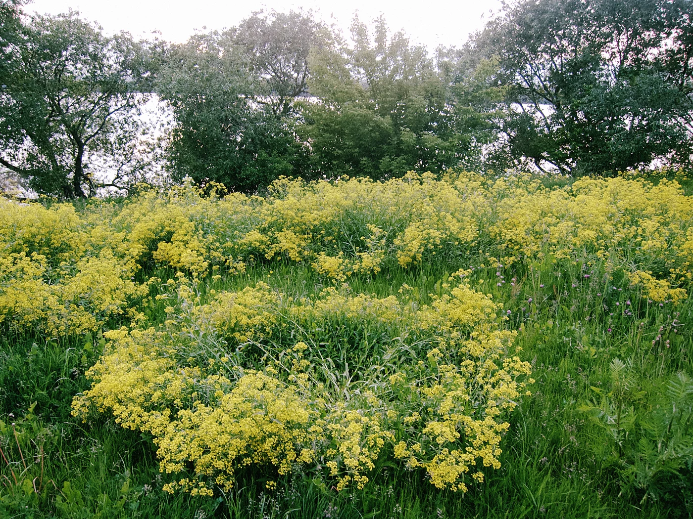 Yellow flowers against a background of green trees and shrubs, creating a bright spring landscape.