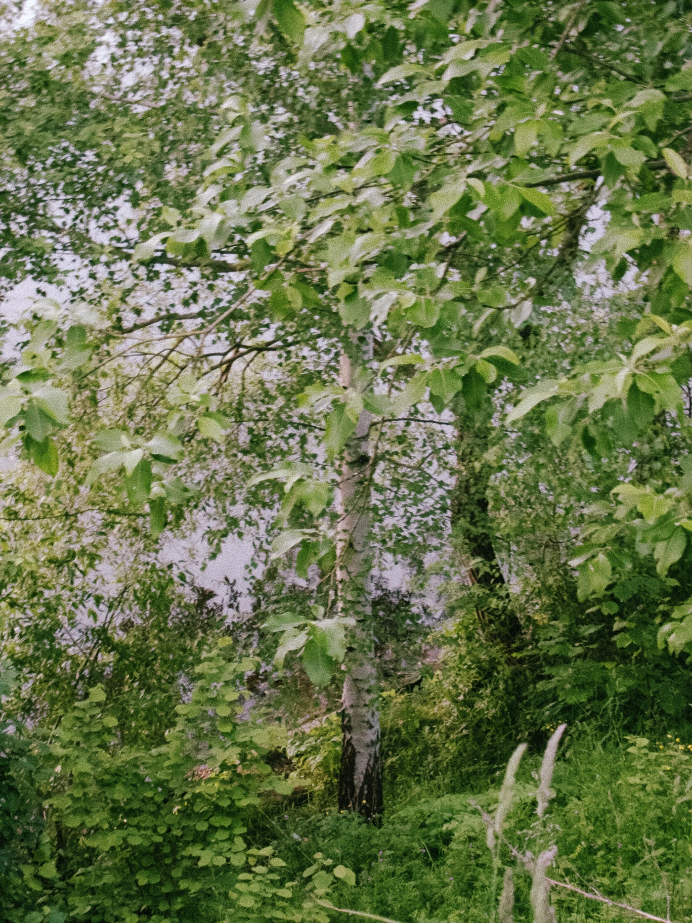A summer landscape with green trees and shrubs against the background of water.