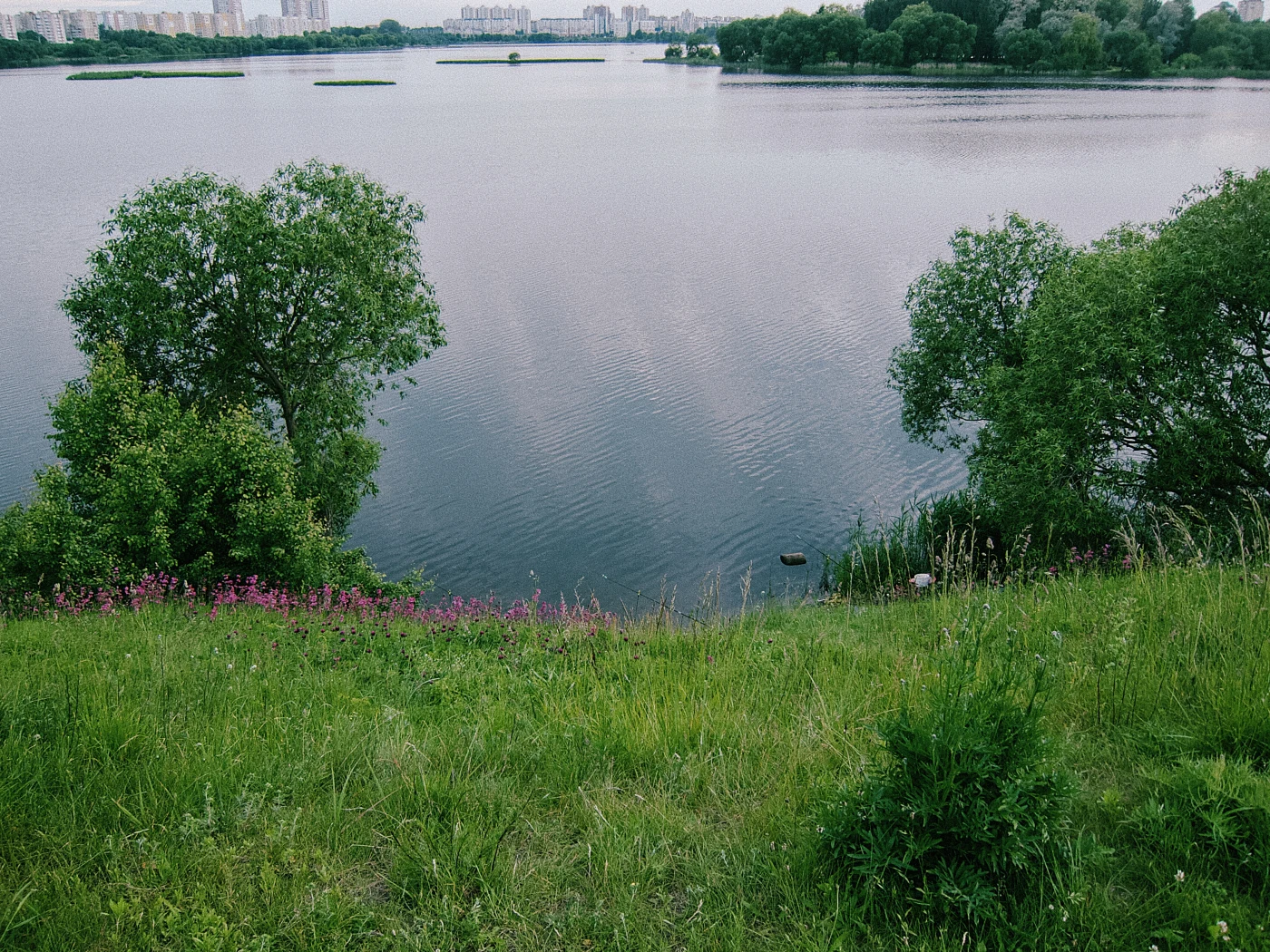 A calm water surface with green trees and flowers on the shore, with buildings visible in the distance.