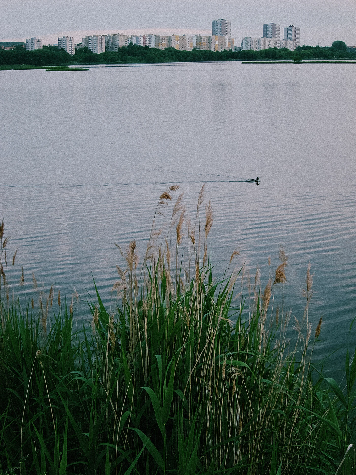 A cozy body of water with a duck on the surface and green thickets of grass in the foreground, with city buildings visible in the distance.