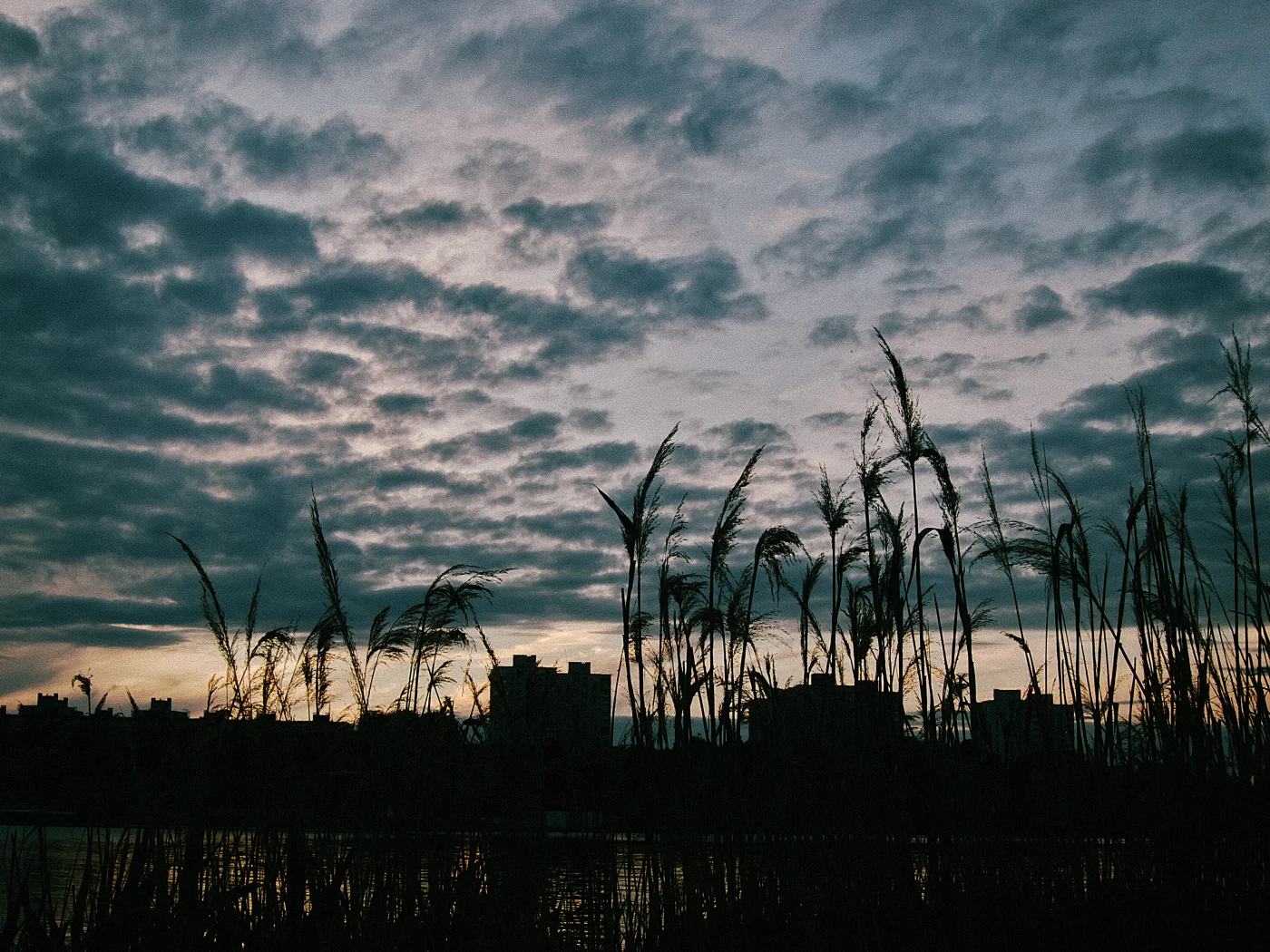 Silhouettes of grass against a cloudy sky and city buildings at sunset.