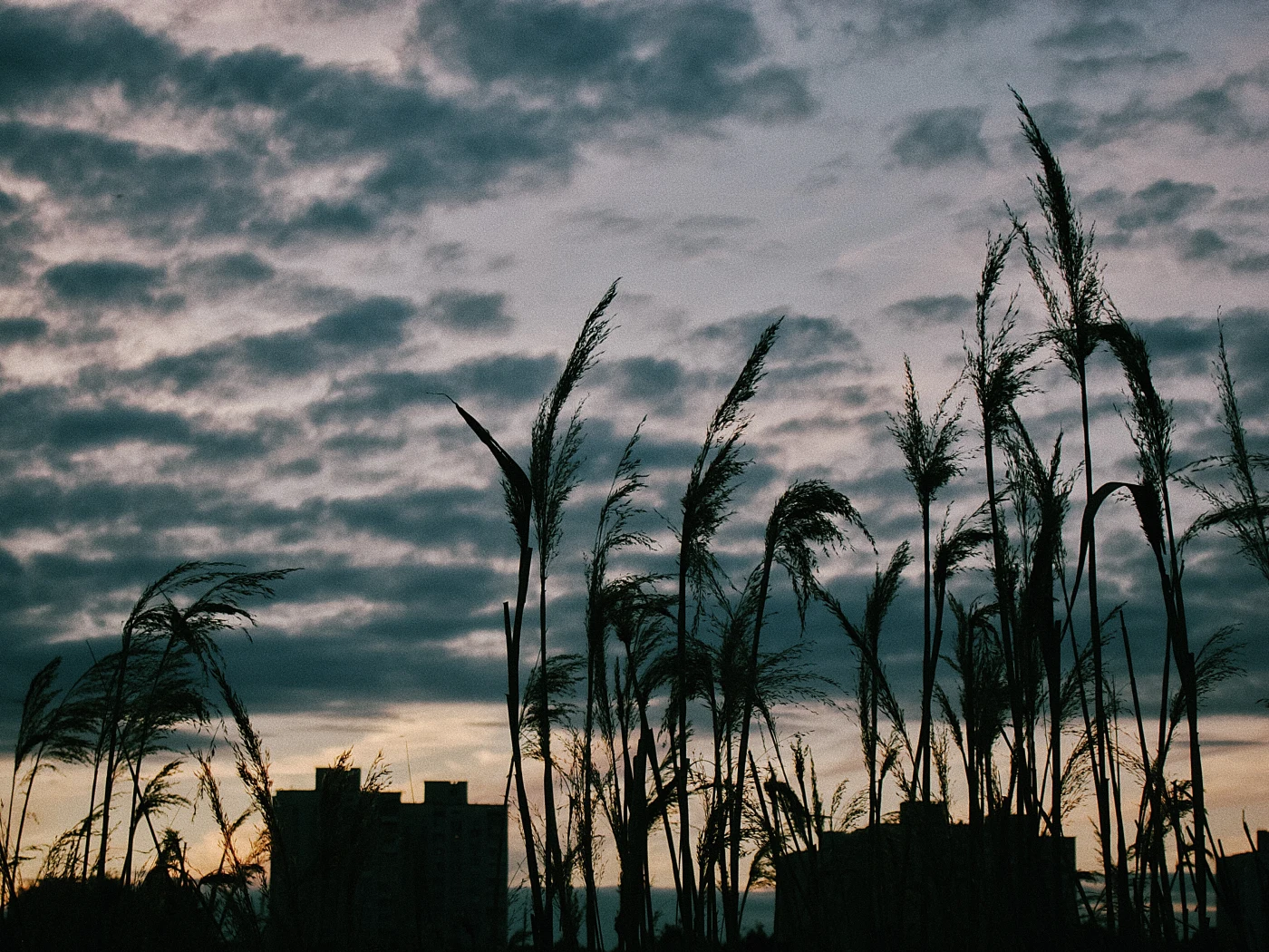 Silhouettes of grass against a cloudy sky and buildings.