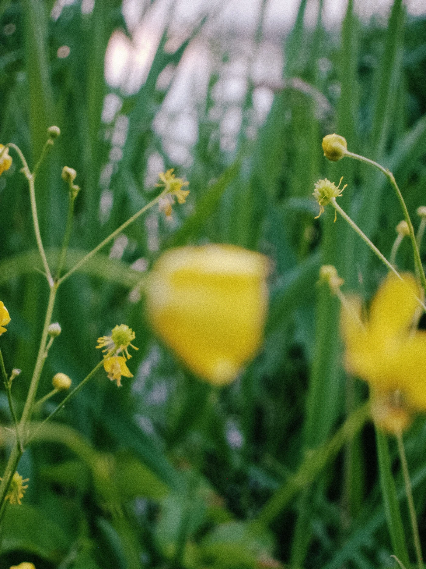 Yellow flowers against green grass, blurred image.