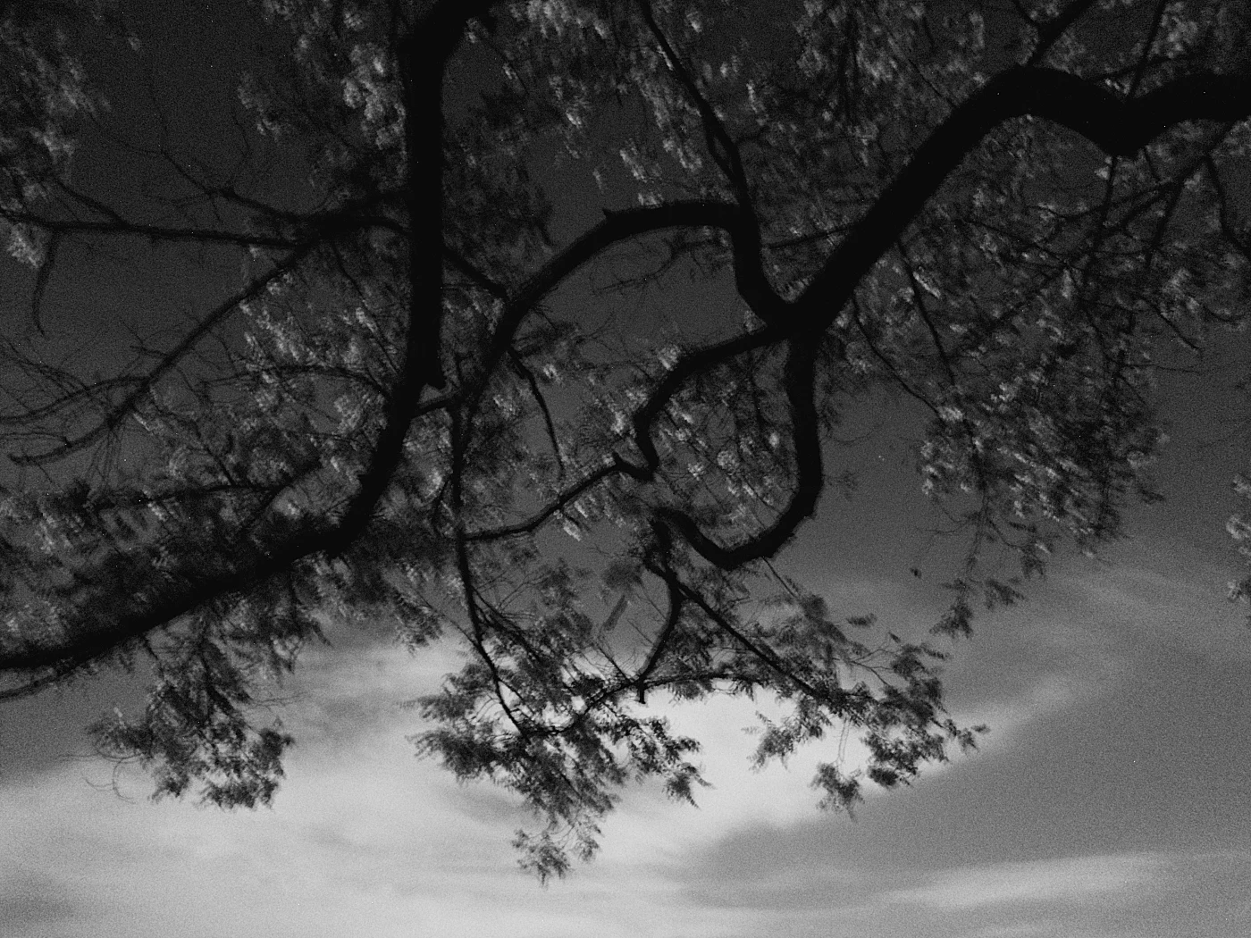 A dark sky with clouds, with tree branches and leaves in the foreground.
