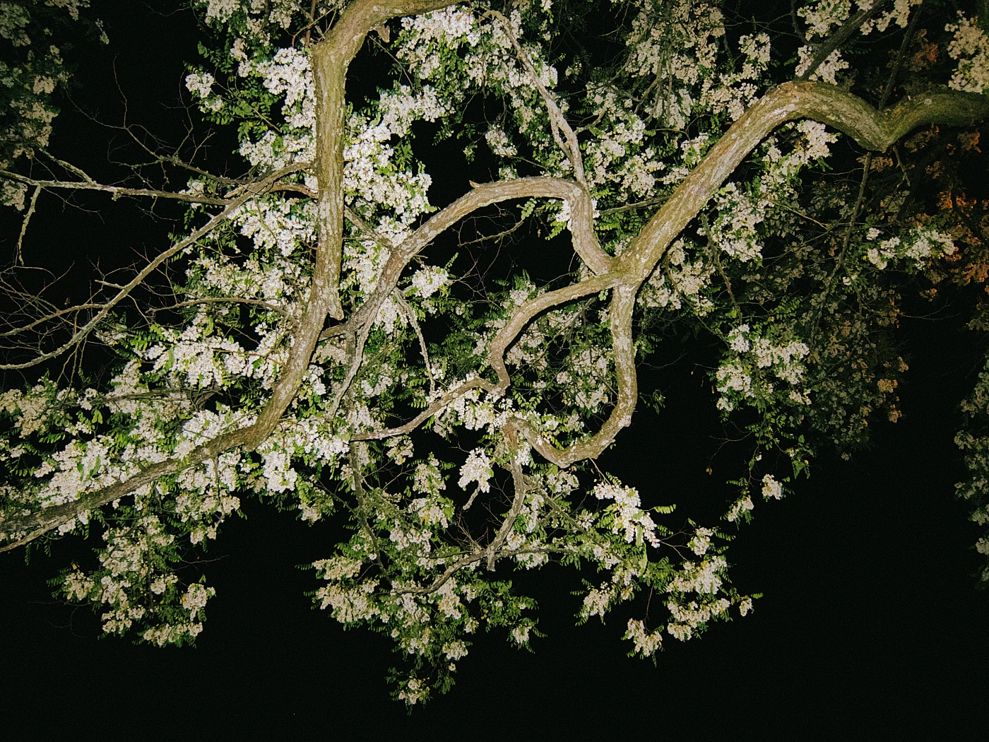 Flowering tree branches against the night sky.