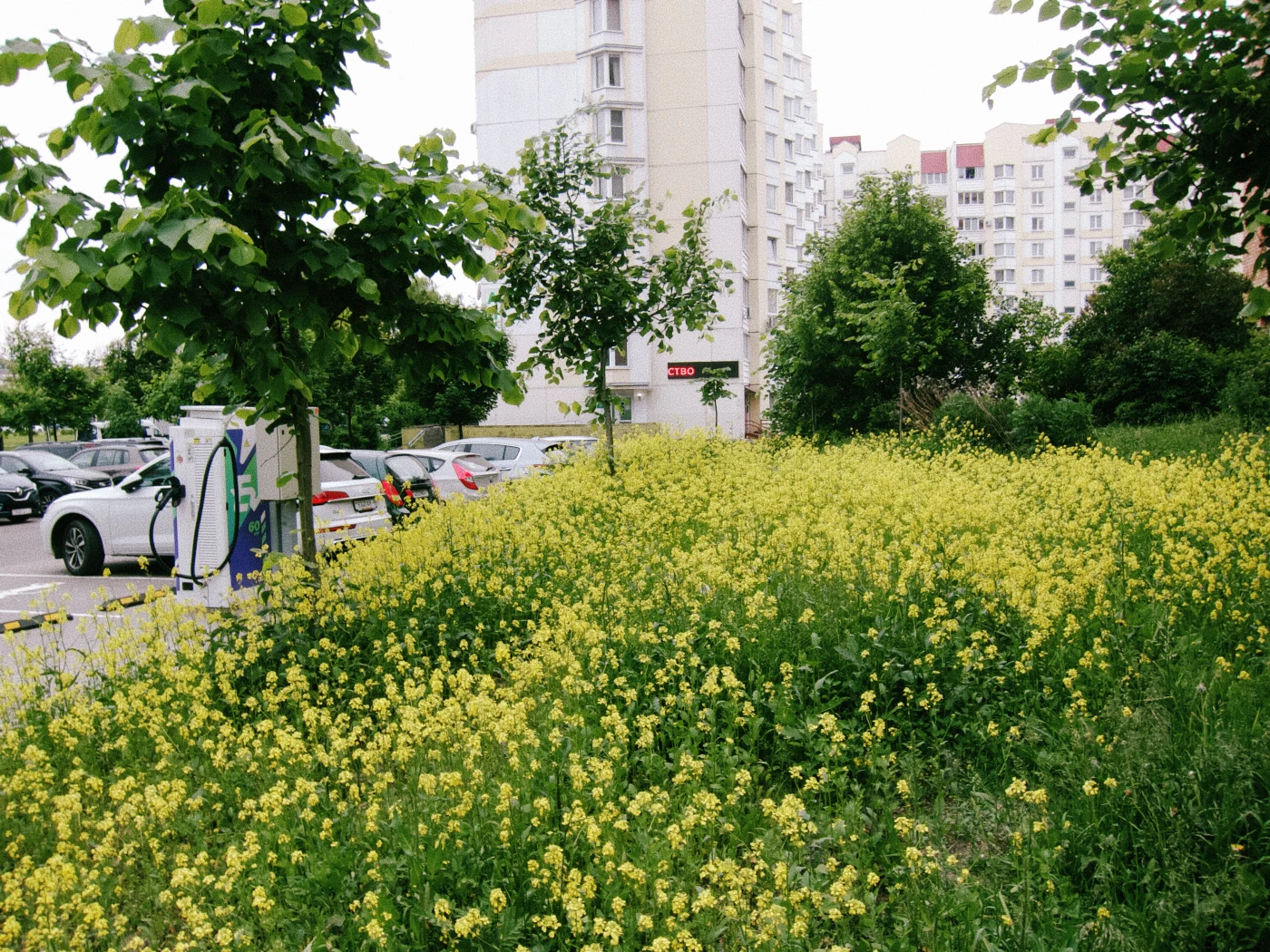 Yellow flowers with a residential building and parking lot in the background, with an electric vehicle charging station nearby.