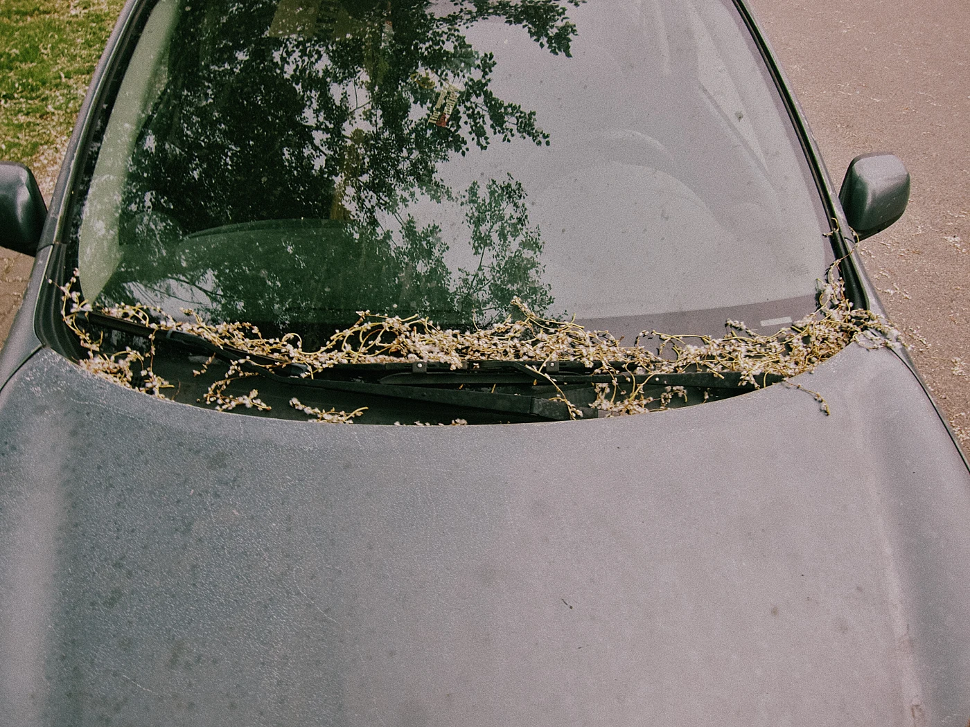 Branches and leaves lying on the hood of a car, with a layer of dust visible.