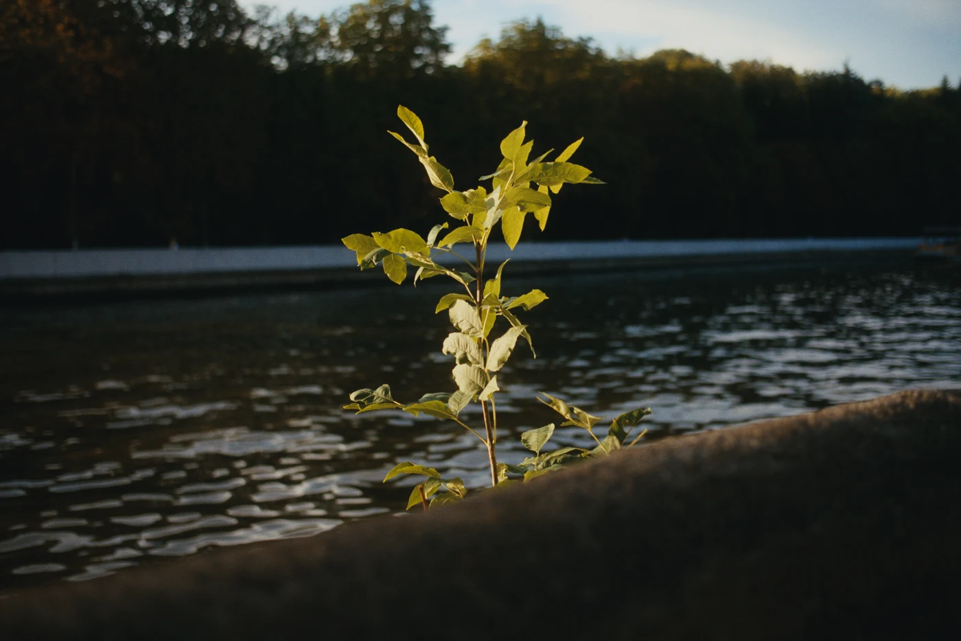 A young plant against a background of water and greenery, illuminated by sunlight.