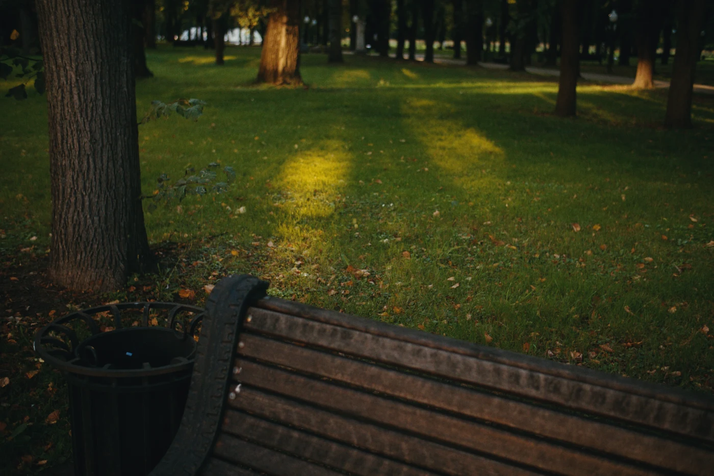 A park bench surrounded by green grass and shadows from the trees.