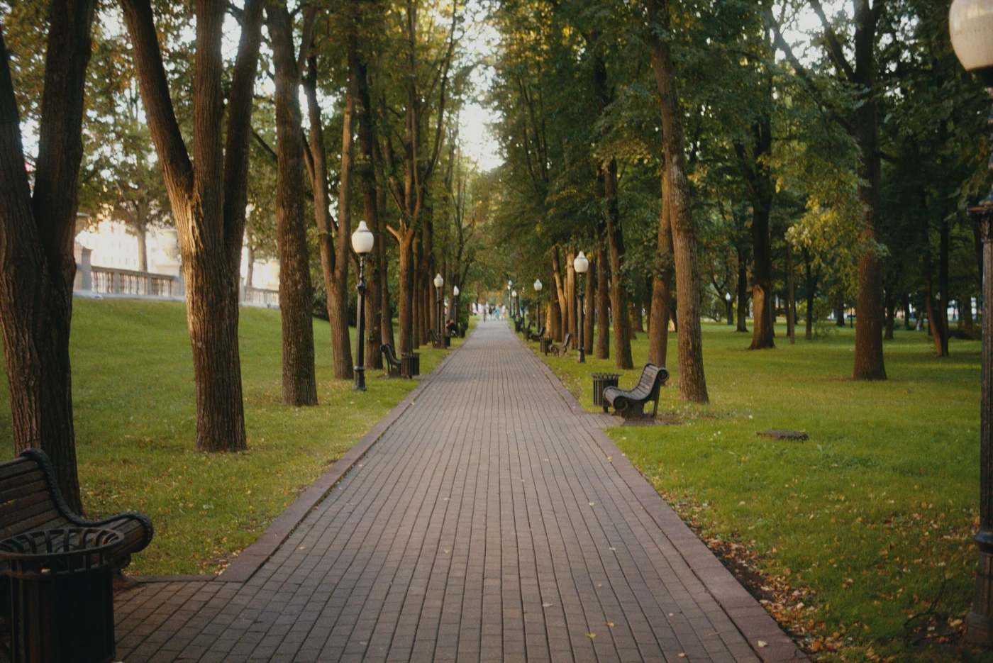 A park alley lined with trees and benches, illuminated by streetlights.